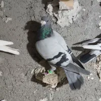 کبوتر پرشی|پرنده|آزادشهر, |دیوار