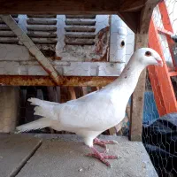 هومر کله اسبی