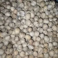 گردو به قیمت عمده درجه 1به شرط|عمده‌فروشی|ارژن, |دیوار