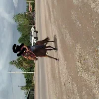 اسب ۴نیم ساله سواری|اسب و تجهیزات اسبسواری|رشت, گلباغ نماز|دیوار