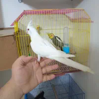 عروس هلندی دون خور فول دستی