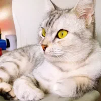 گربه برتیش سیلور انفولد