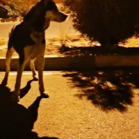 سگ هاسکی|سگ|مشهد, کوشش|دیوار