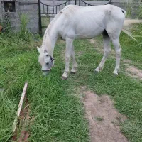 فروش نریان دوخون|اسب و تجهیزات اسب‌سواری|اسالم, |دیوار