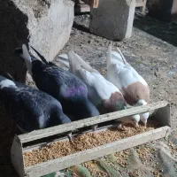 ی جفت طوقی آس|پرنده|مشهد, چهارچشمه|دیوار