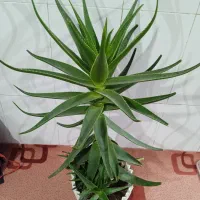 گل آلوئه ورا|گل و گیاه طبیعی|بیستون, |دیوار