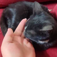 بچه گربه ماده|حیوانات|اصفهان, وحید|دیوار