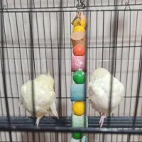 دوعدد عروس هلندی ماده