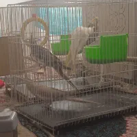 پرنده