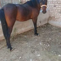 کره اسب مادیان