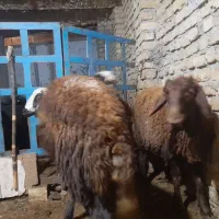بره نر|حیوانات مزرعه|نهاوند, |دیوار