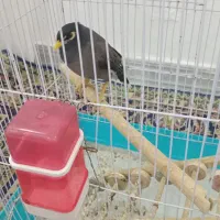 مرغ مینامعاوضه باقناری مست یاانگشتر|پرنده|ایلام, |دیوار