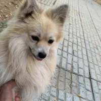 سگ پامر|سگ|اسفراین, |دیوار