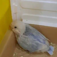 جوجه طوطی برزیلی فیشر اوپلاین|پرنده|گلستان (تهران), |دیوار