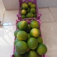 نارنج|خوردنی و آشامیدنی|شیراز, احمدی جنوبی|دیوار