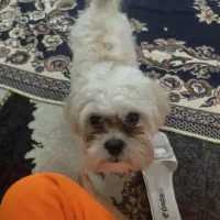 واگذاری|سگ|مشهد, یاس|دیوار