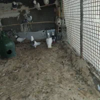 الماسی نر|پرنده|کنگاور, |دیوار