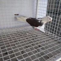 کفتر هما شازده|پرنده|تهران, توحید|دیوار