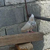 کفتر طوقی|پرنده|رودان, |دیوار