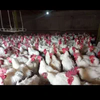 مرغ مادرکیلویی250هزار تومان