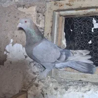 کبوتر اصفهانی بازیکن|پرنده|خمینیشهر, |دیوار
