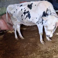 گاو و گوساله