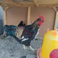 مرغ و خروس محلی