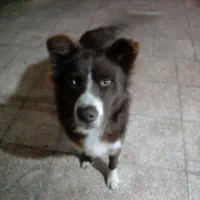 فروش سگ هاسکی|سگ|شاندرمن, |دیوار