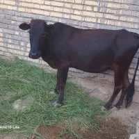 گاو|حیوانات مزرعه|کرخه, |دیوار