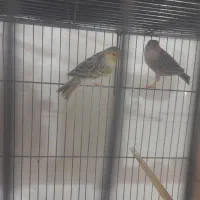 یک جفت قناری آماده