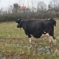 گاو دورگ حامله