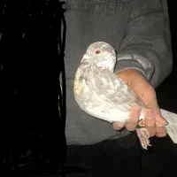 کبوتر گمشده