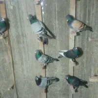 7تا نر زرنگ پلاکی خوب برای فروش|پرنده|فراشبند, |دیوار