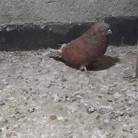 کفتر یا کبوتر|پرنده|ماهدشت, |دیوار