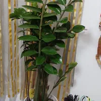 گل غول پیکر زاموفیلیا