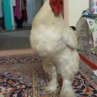 خروس