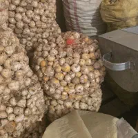 موسیر بذر گردویی