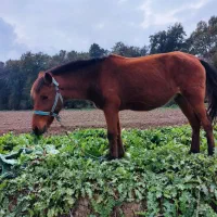 مادیان 7ماه شکم داره کرش هم 8ماهه|اسب و تجهیزات اسب‌سواری|گرگان, |دیوار