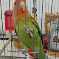 طوطی برزیلی|پرنده|تهران, یاخجی آباد|دیوار