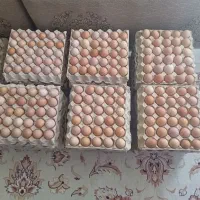تخم مرغ بومی گلپایگان اصل کارتونی وبسته بندی