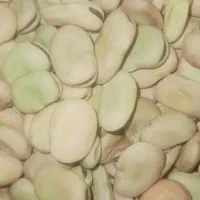 فروش ۳ تن باقلا رقم هیستال و برکت