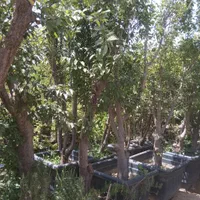 موز برگ بو نهال درخت گل و گیاه همیشه سبز ۴فصل چهار|گل و گیاه طبیعی|تهران, آسمان|دیوار