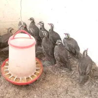 پرنده زینتی 3 ماهه|پرنده|رشت, صفاری|دیوار