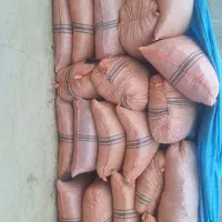 جاشیر حیوانی به فروش میرسد