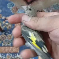 جوجه سهره|پرنده|کرمان, |دیوار
