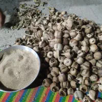 کارگر باغبان|خدمات باغبانی و درختکاری|کوهدشت, |دیوار