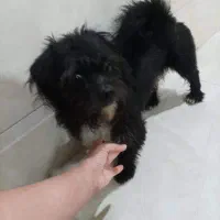 سگ پا کوتاه