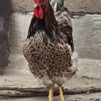 خروس ویاندوت اورنج|حیوانات مزرعه|آبادان, |دیوار