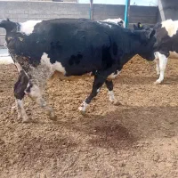 گاو ۸ماه ابستن