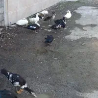 اردک اسرائیلی